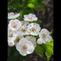 Aubepine, fleurs (Jarnioux - 69) (3)